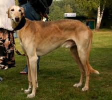 Polnischer Windhund - Chart Polski